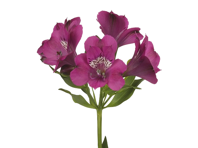 Альстромерия казанова