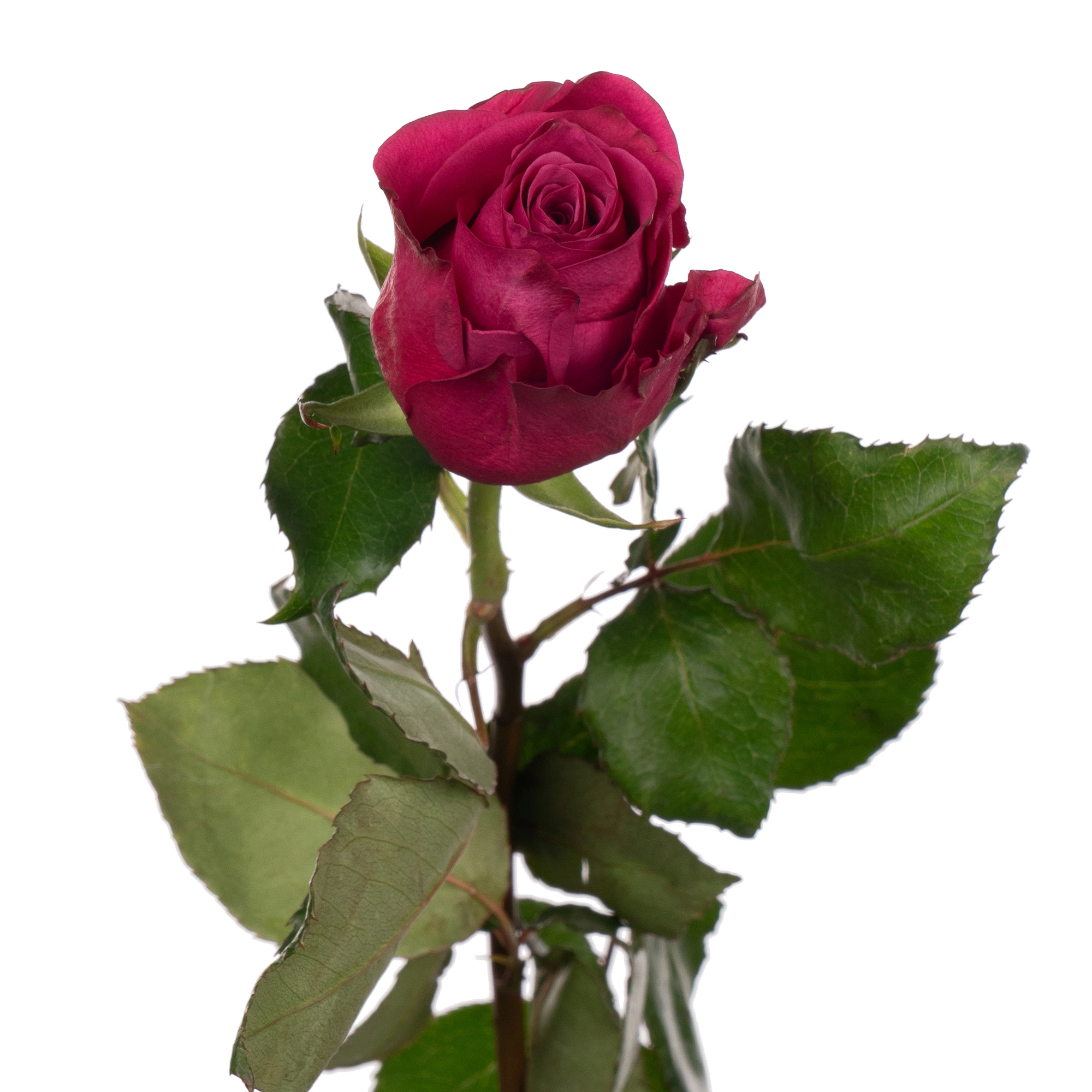 Роза однг кул блу