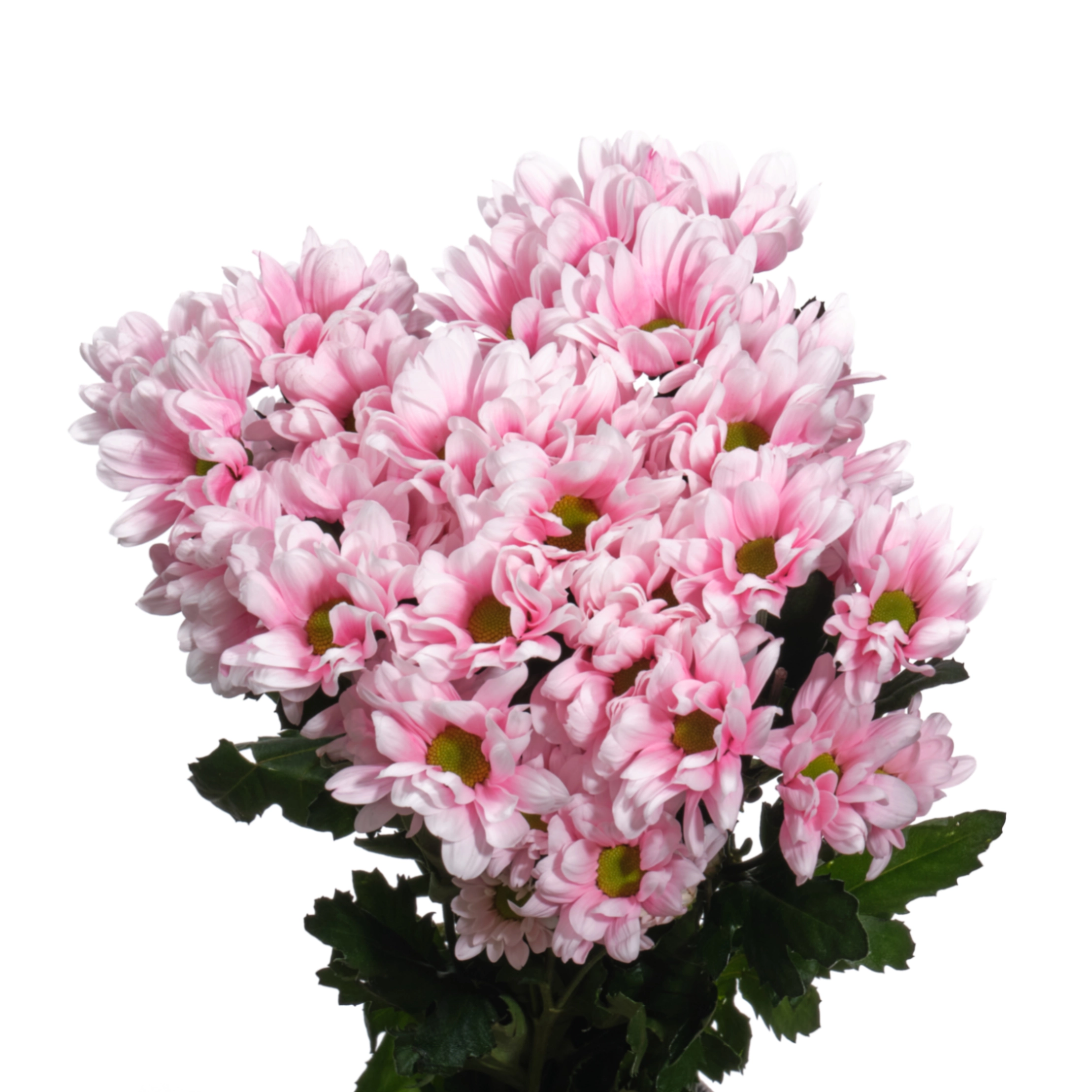 Хризантема краш. куст кеннеди светло-розовая