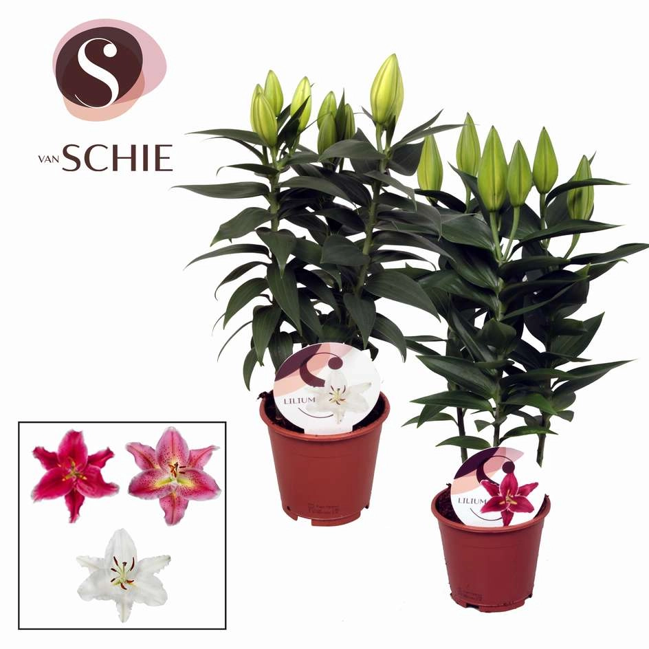 Лилия восточная Микс