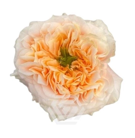 Роза однг мэлон икспрэшн