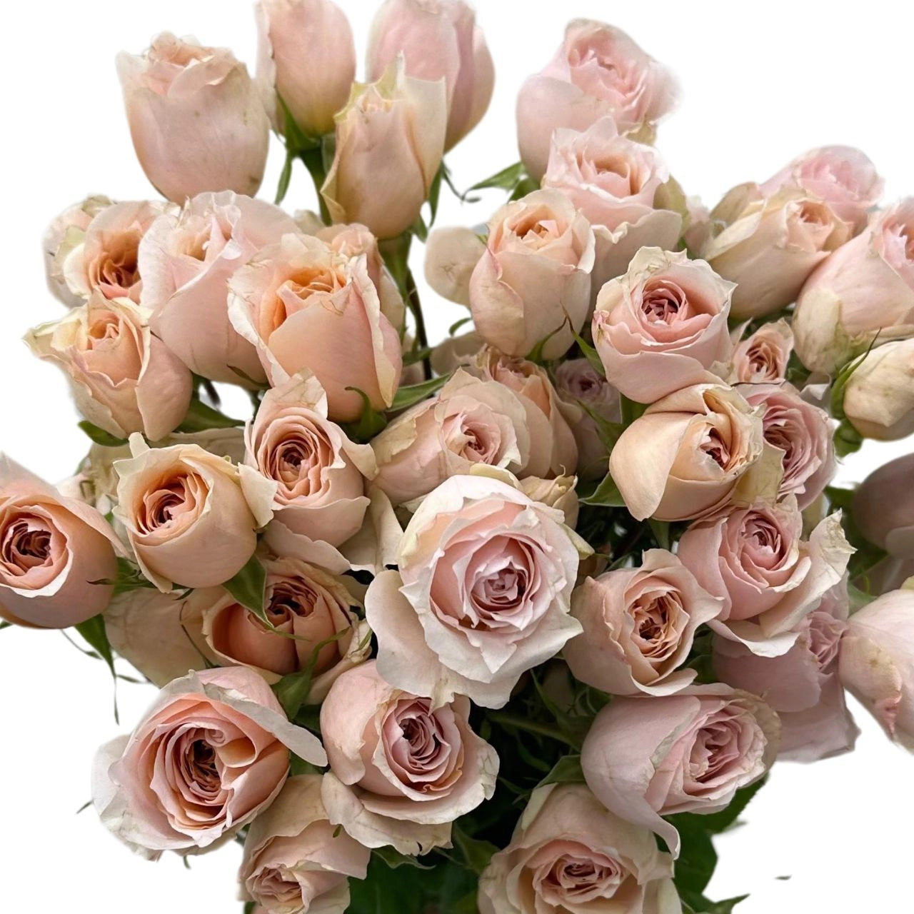 Роза куст черлидер априкот