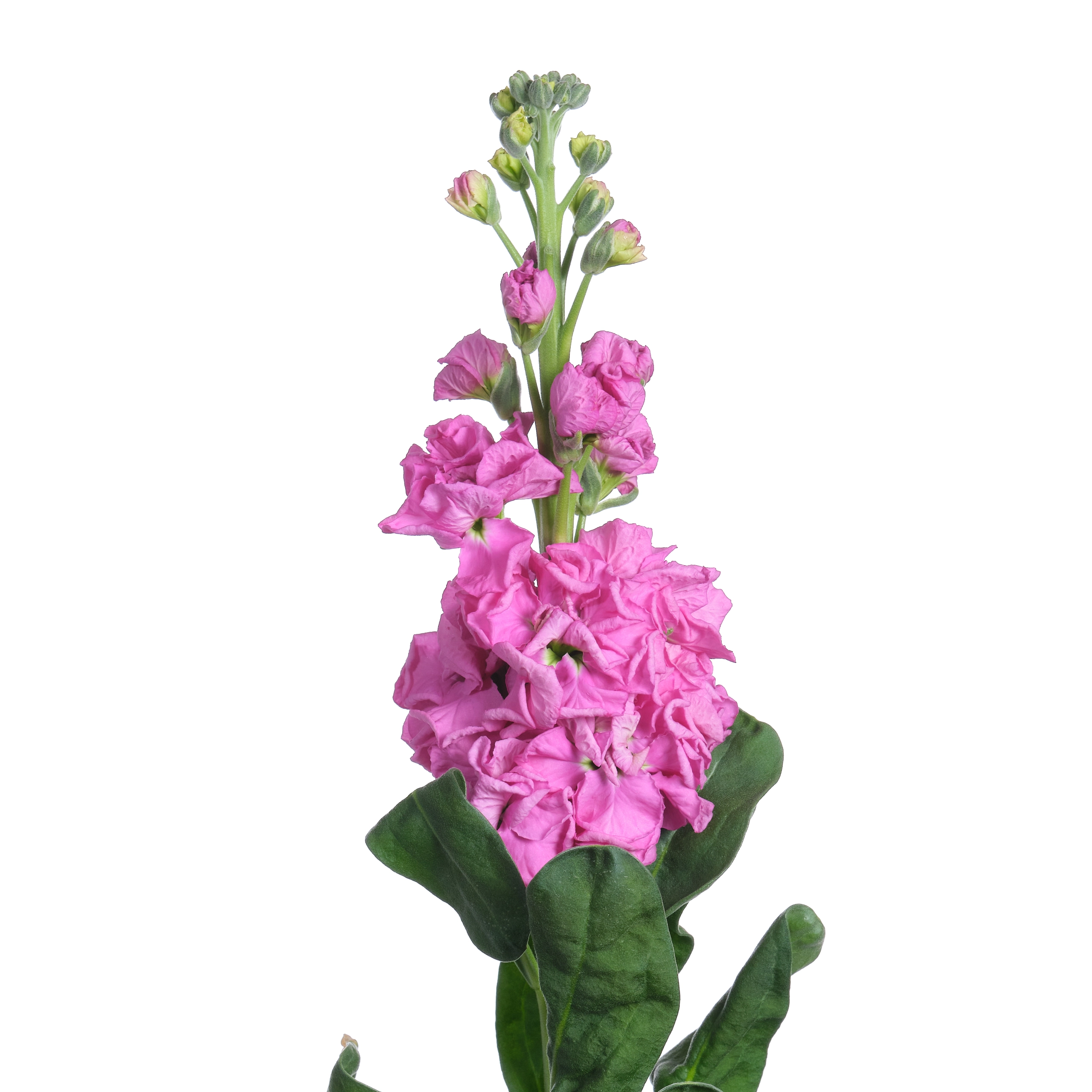 Маттиола розовая