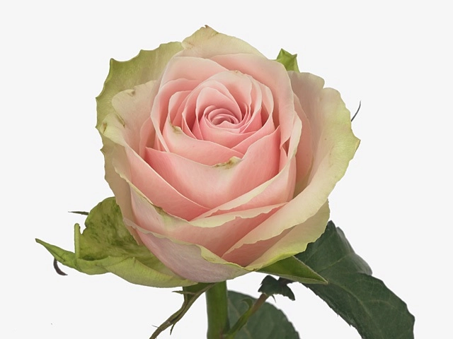 Роза однг пинк атена