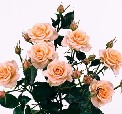 Роза куст элис