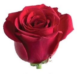 Роза однг бургунди