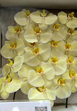 Фаленопсис мс18