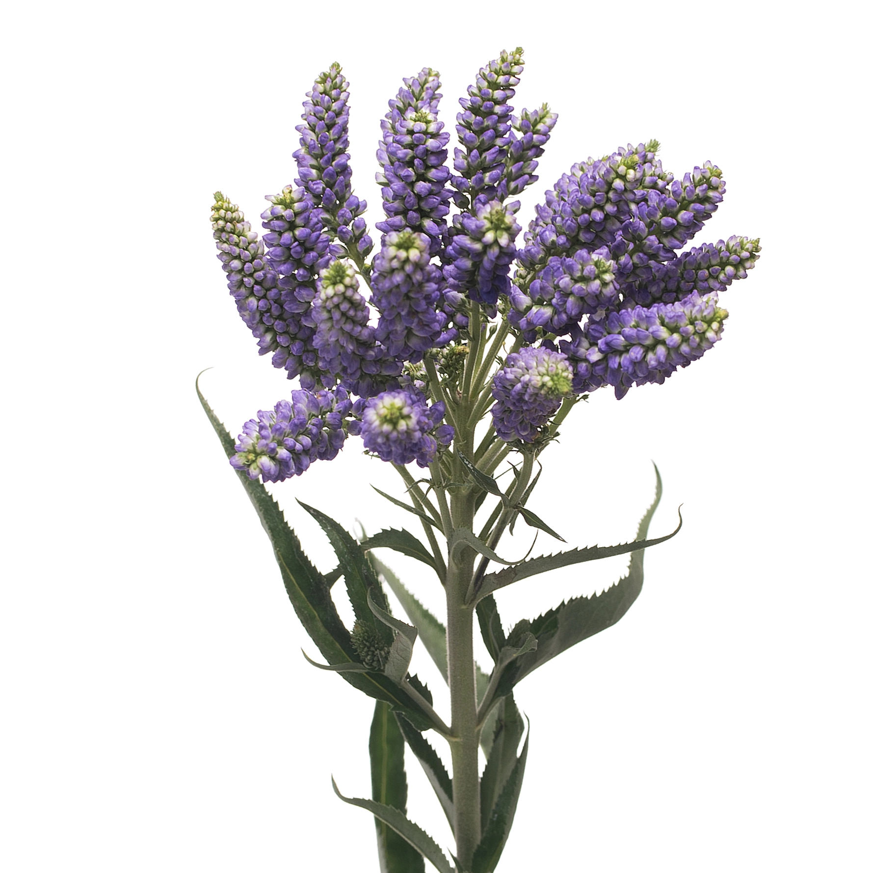 Вероника смарт фонтейн