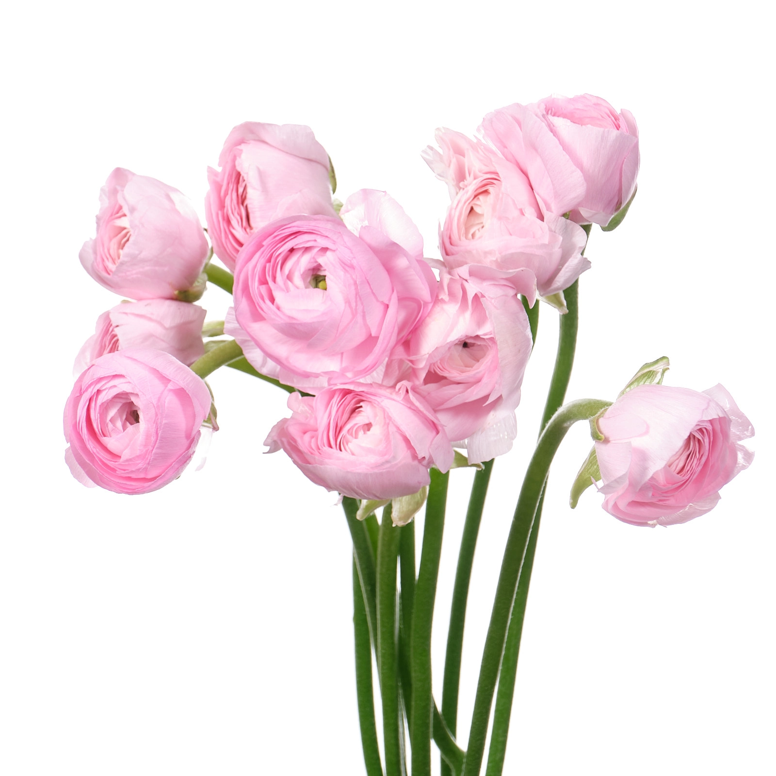 Ранункулус саксес фавола