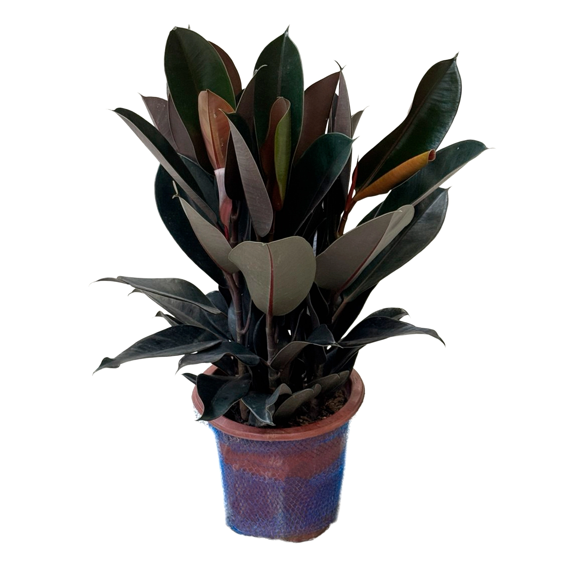 Фикус эластика Блэк Принц 3 ст