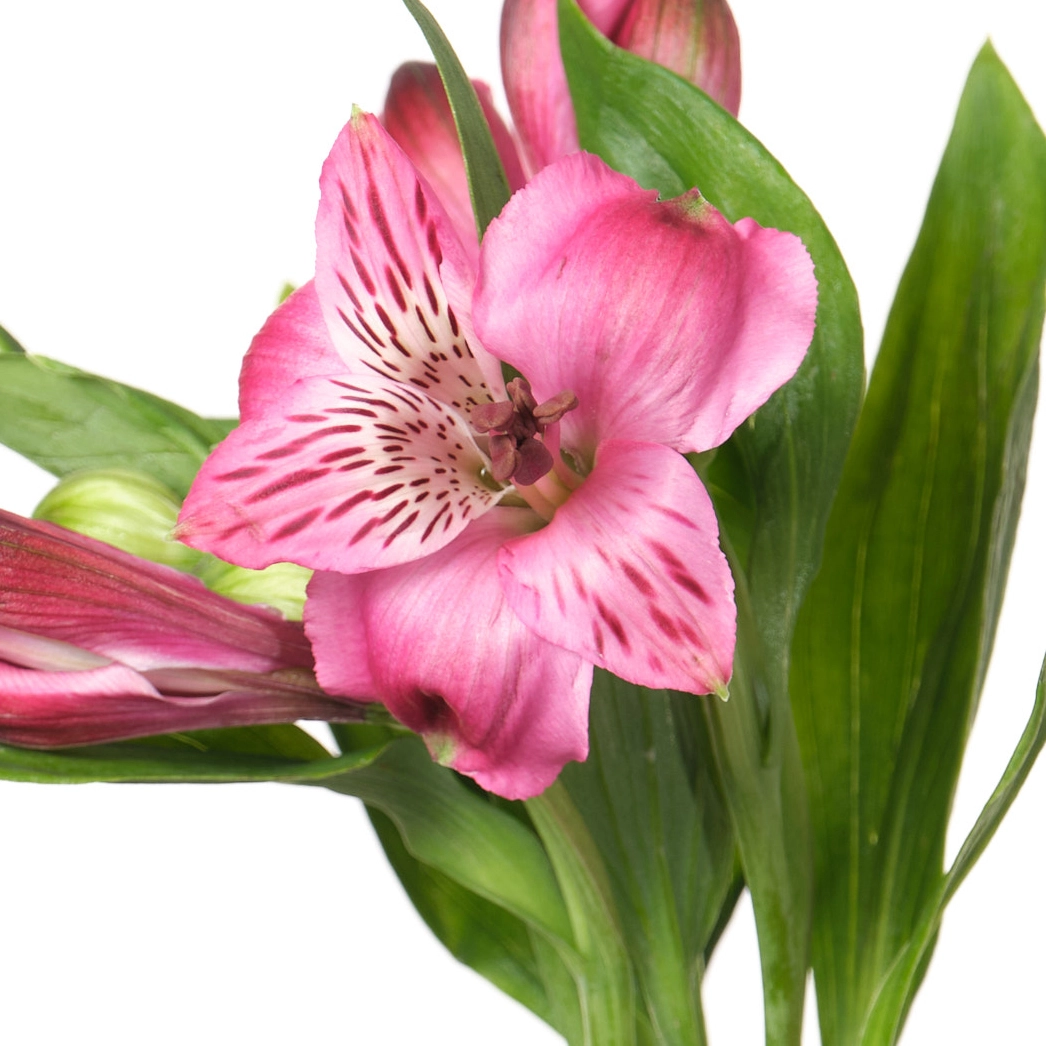 Альстромерия люция