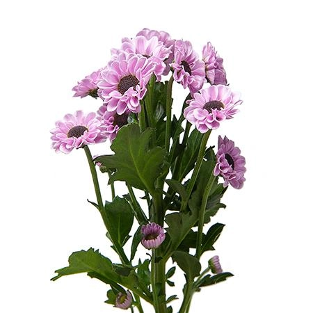 Хризантема са юн янг пинк