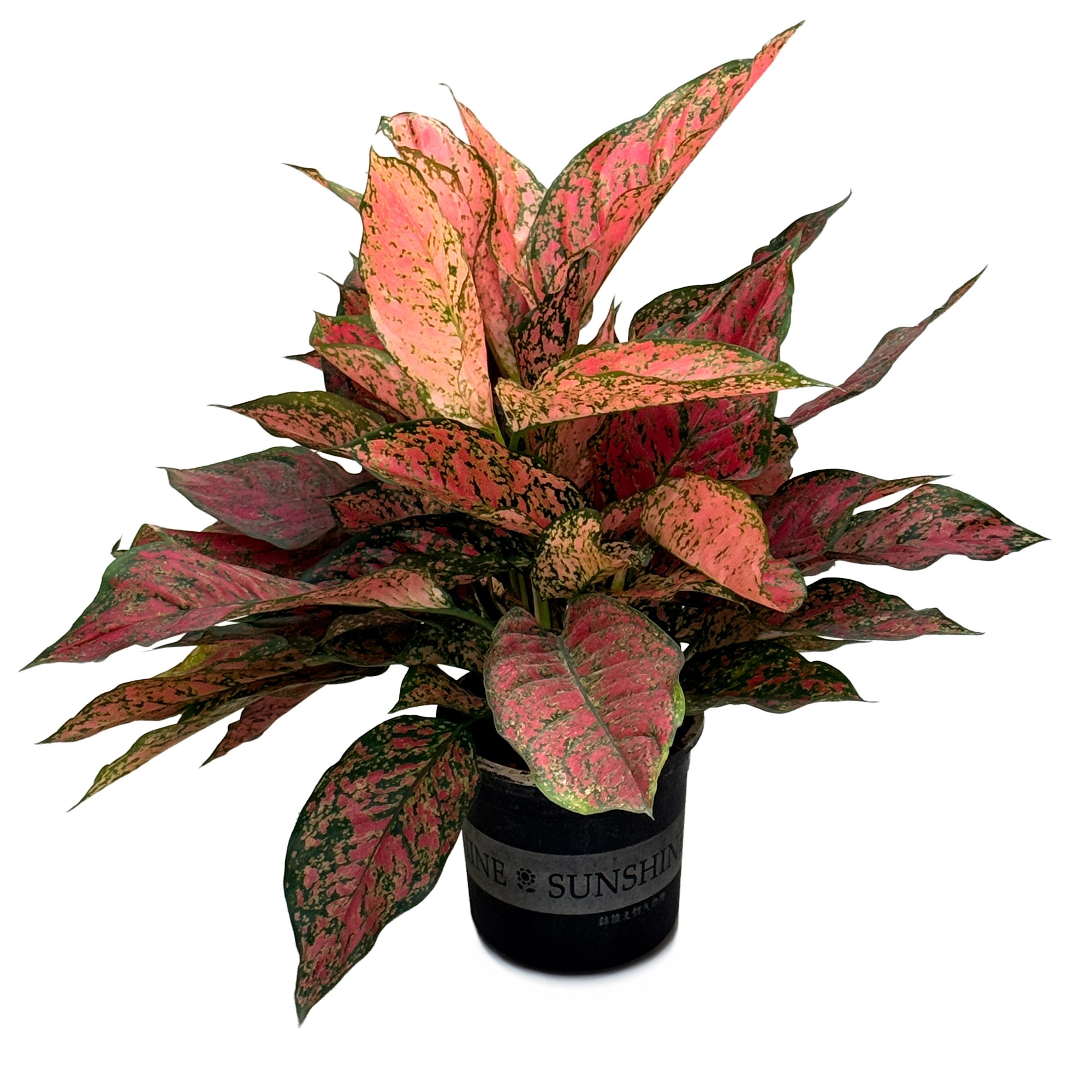 Аглаонема Биг Лиф Энджел