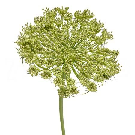 Амми грин мист