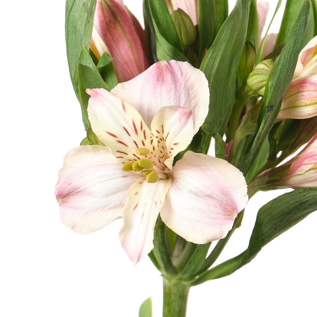 Альстромерия перфекшн светло-розовая