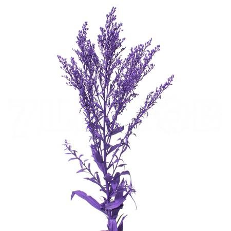 Солидаго краш. пурпурный