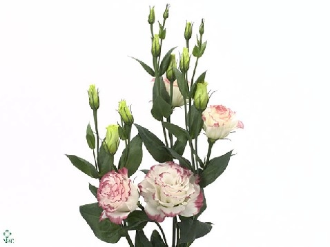 Лизиантус махровый розита розовый пикоте