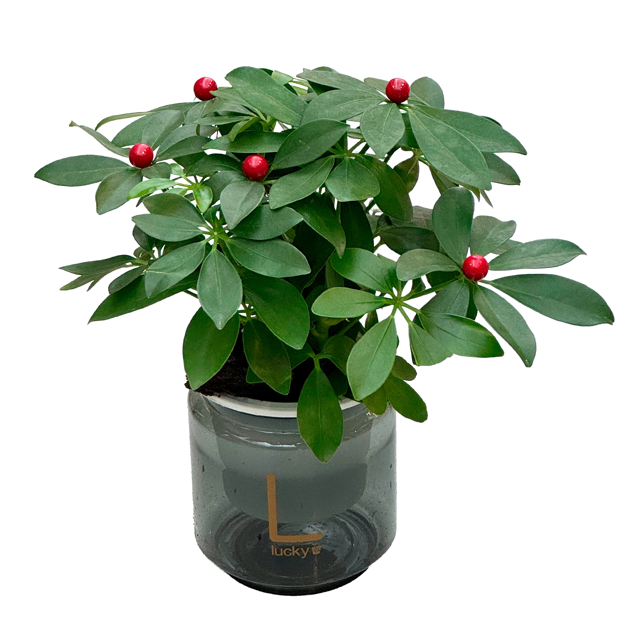 Шеффлера Компакта с искуственными ягодами