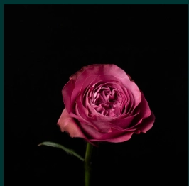 Роза однг нави