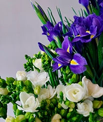 Фрезия / Ирисы