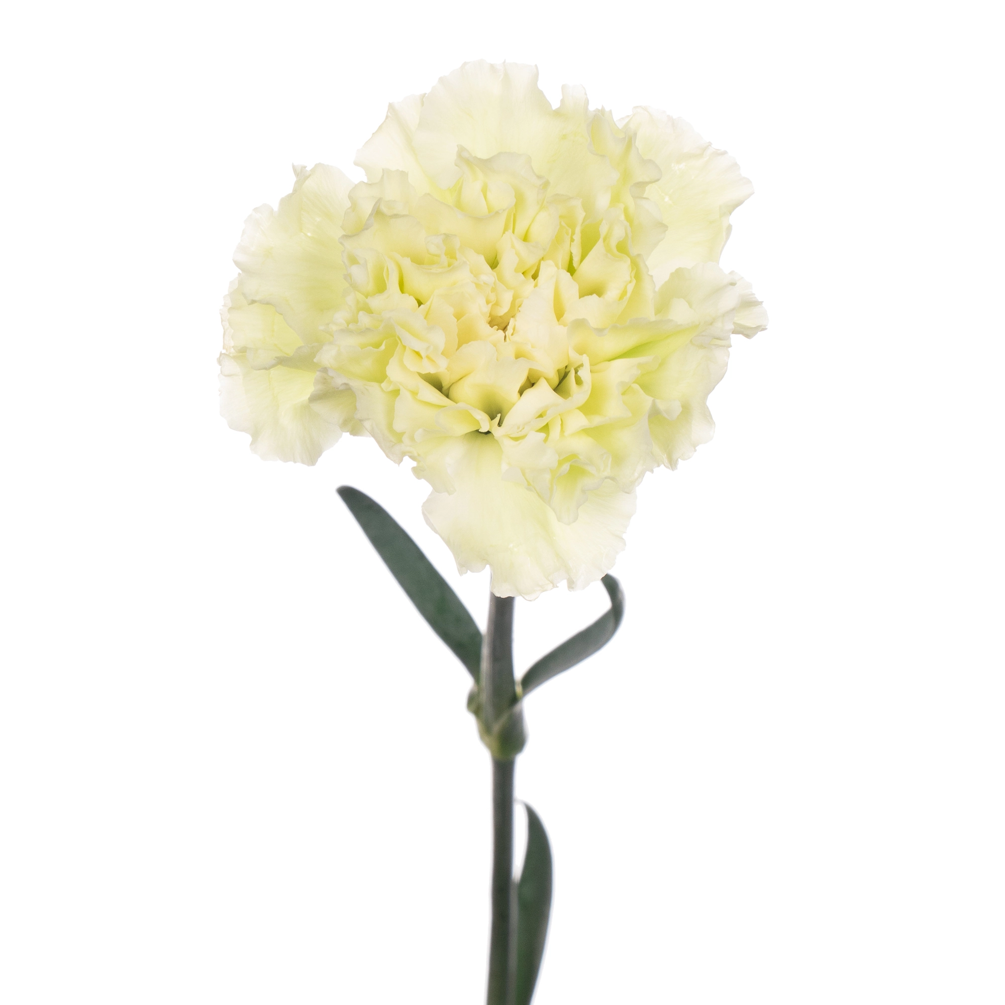 Гвоздика эмеральд