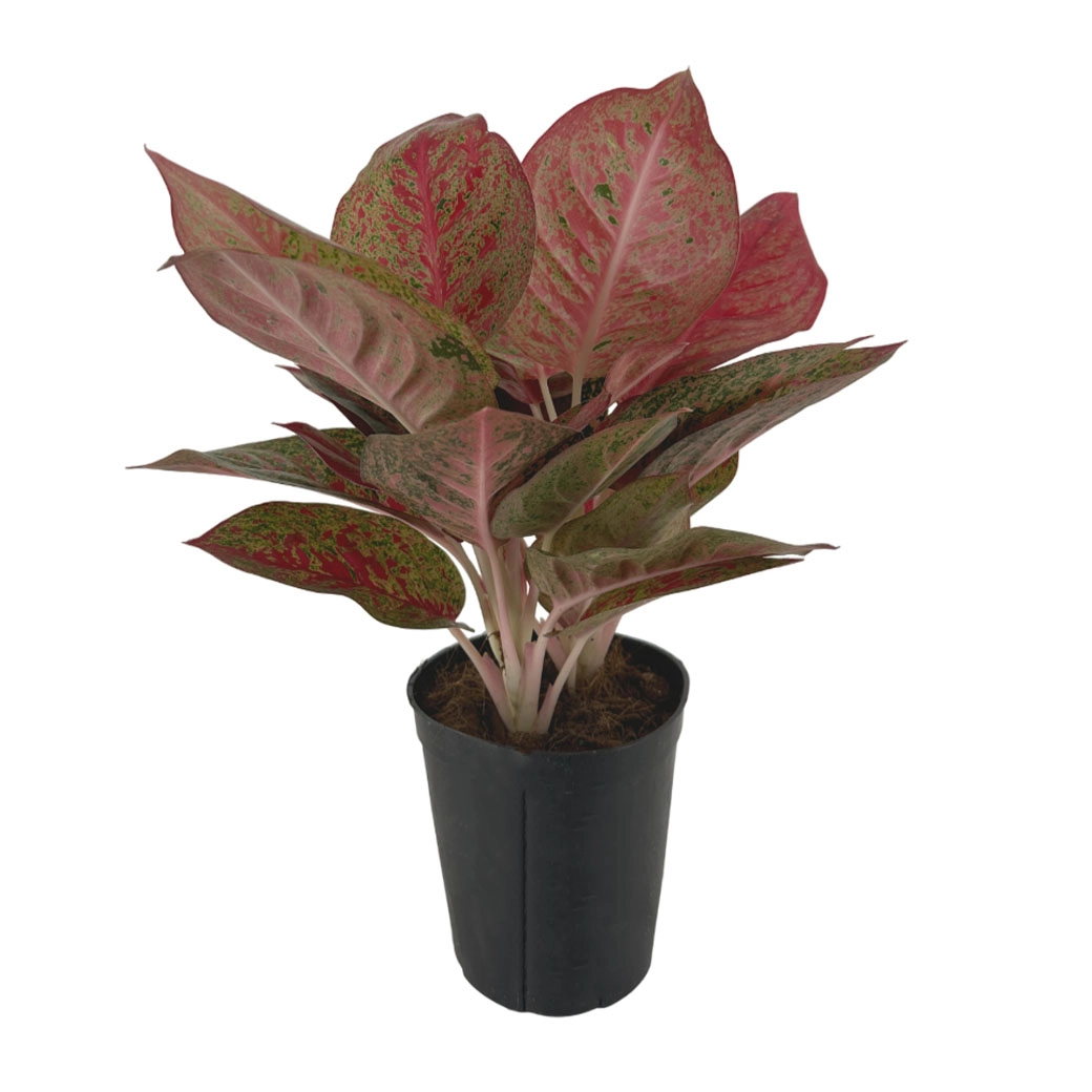 Аглаонема Флейм