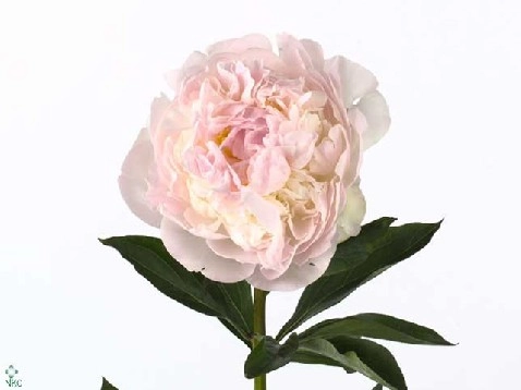 Пион блаш квин