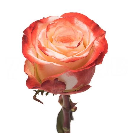 Роза однг фарфалла