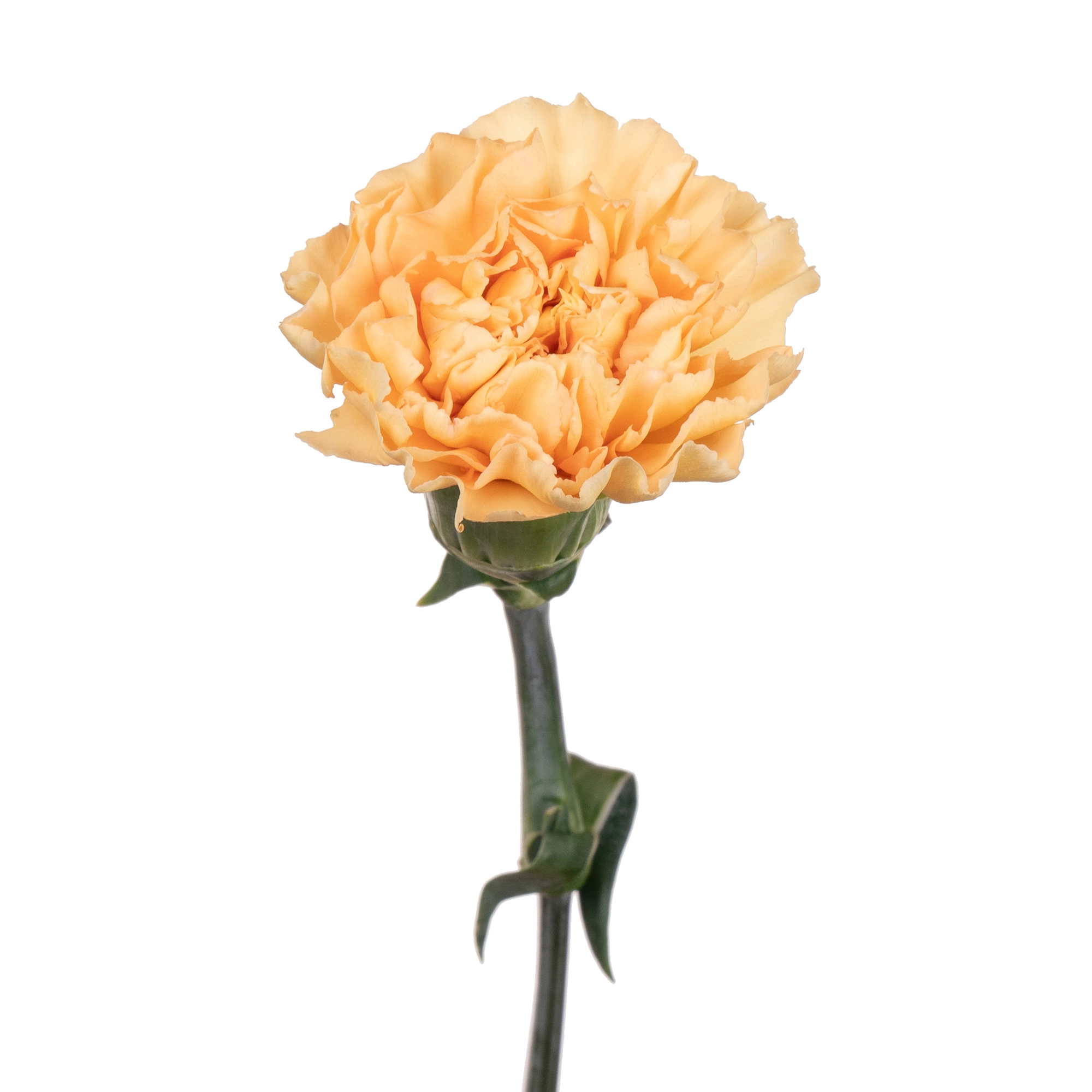 Гвоздика шампань