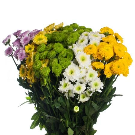 Хризантема са помпон микс
