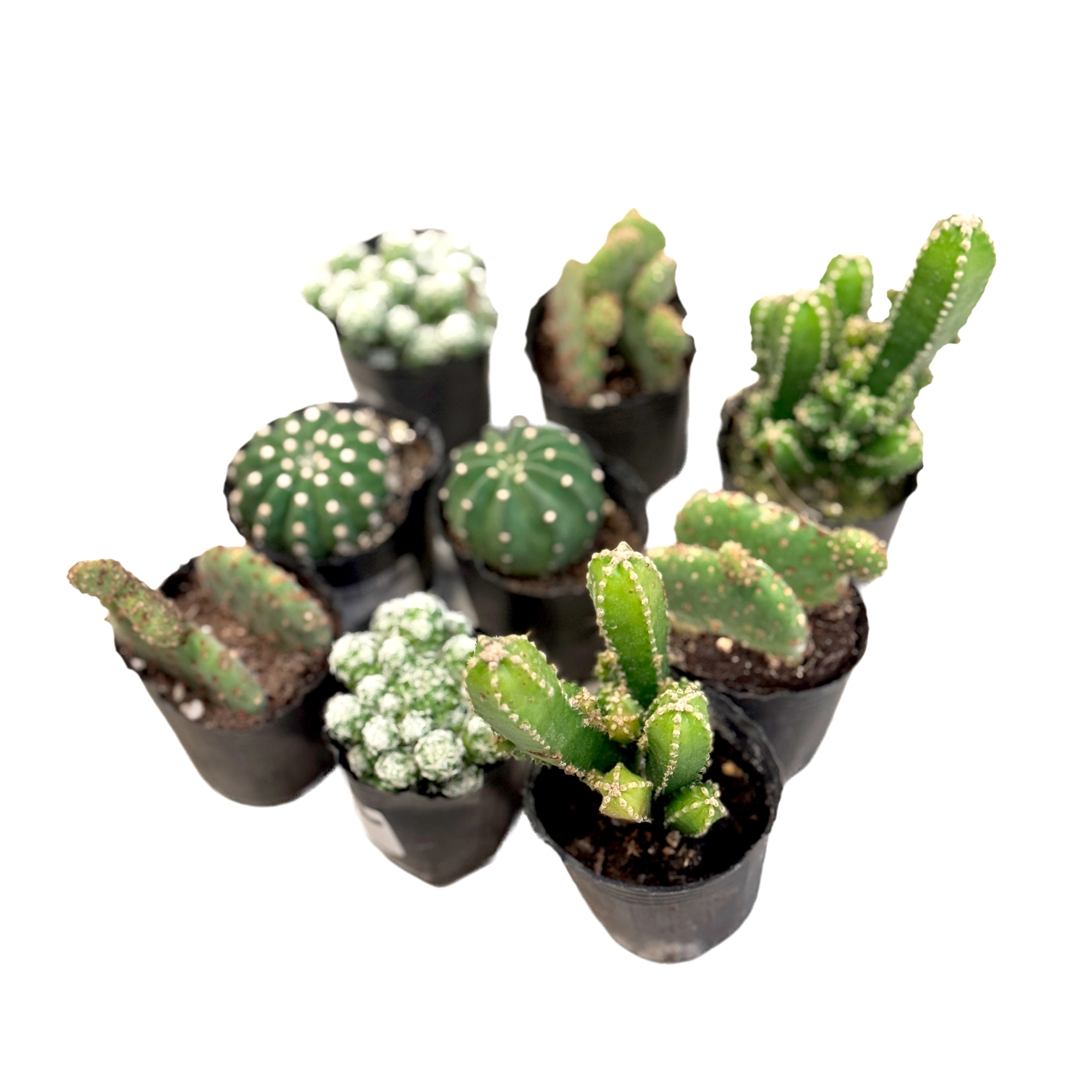 Кактус Микс