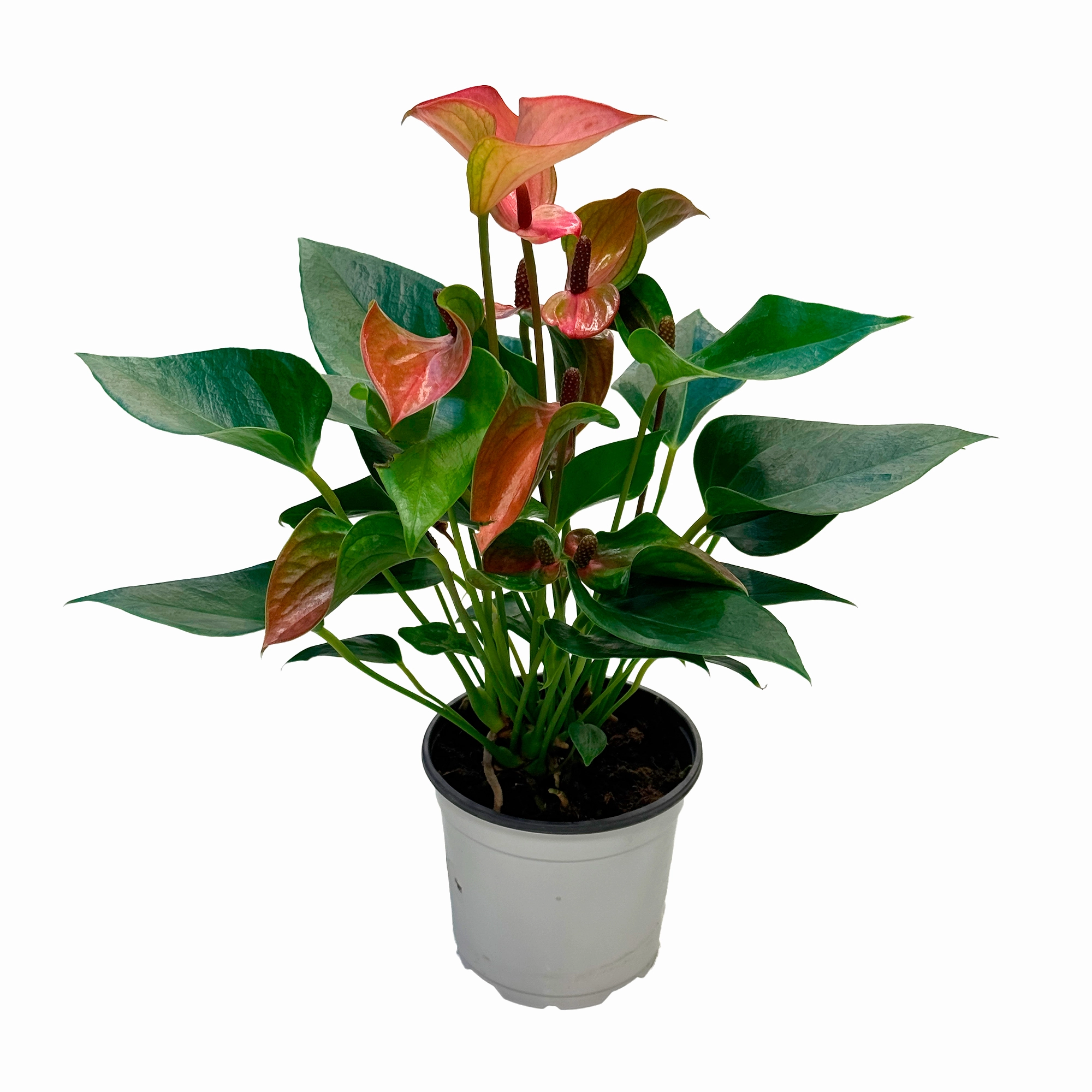 Антуриум андрианум Матата