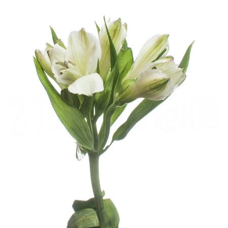 Альстромерия полар