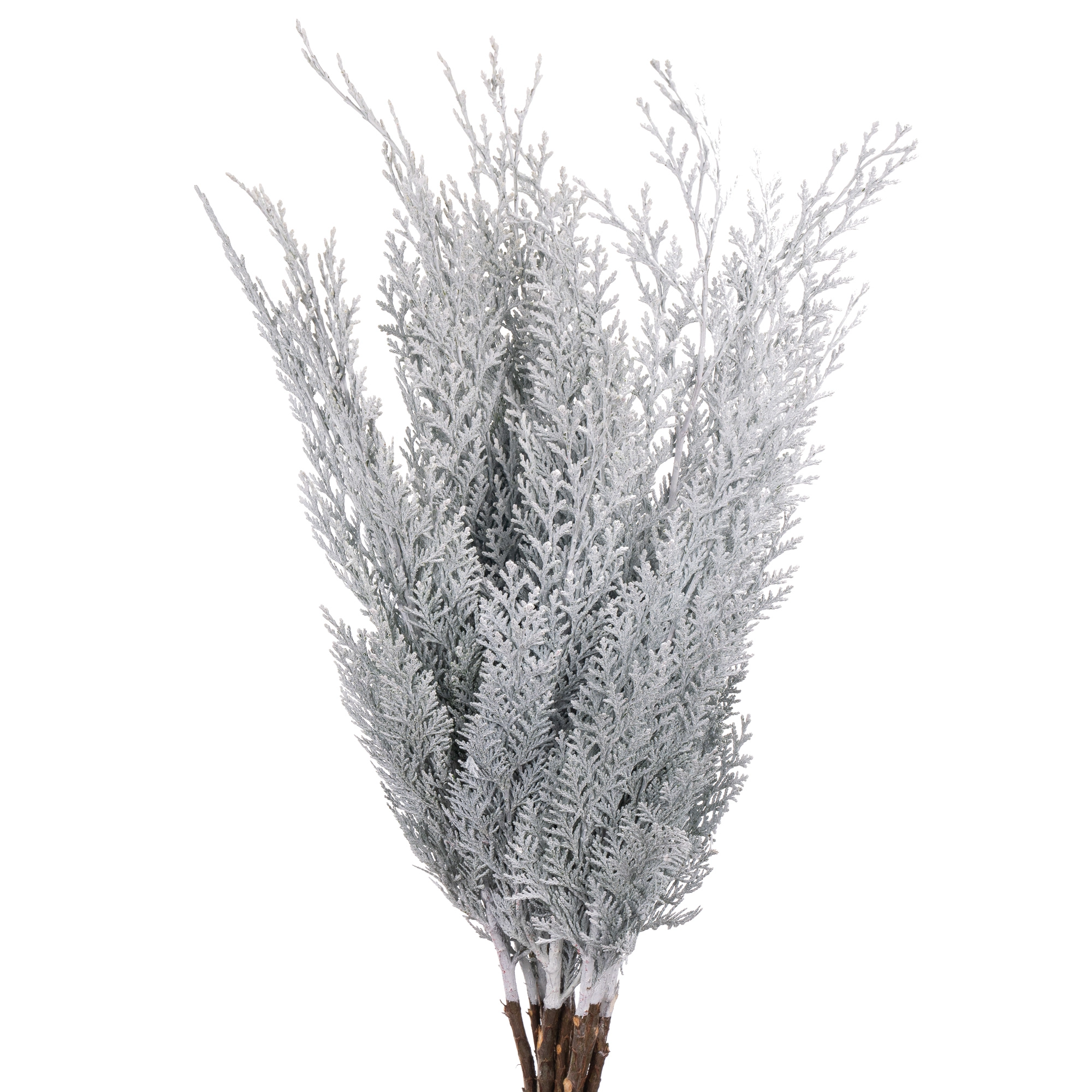 Ветки Туя краш. белая