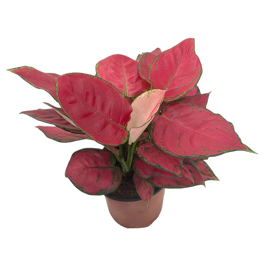 Аглаонема Ред Энджел