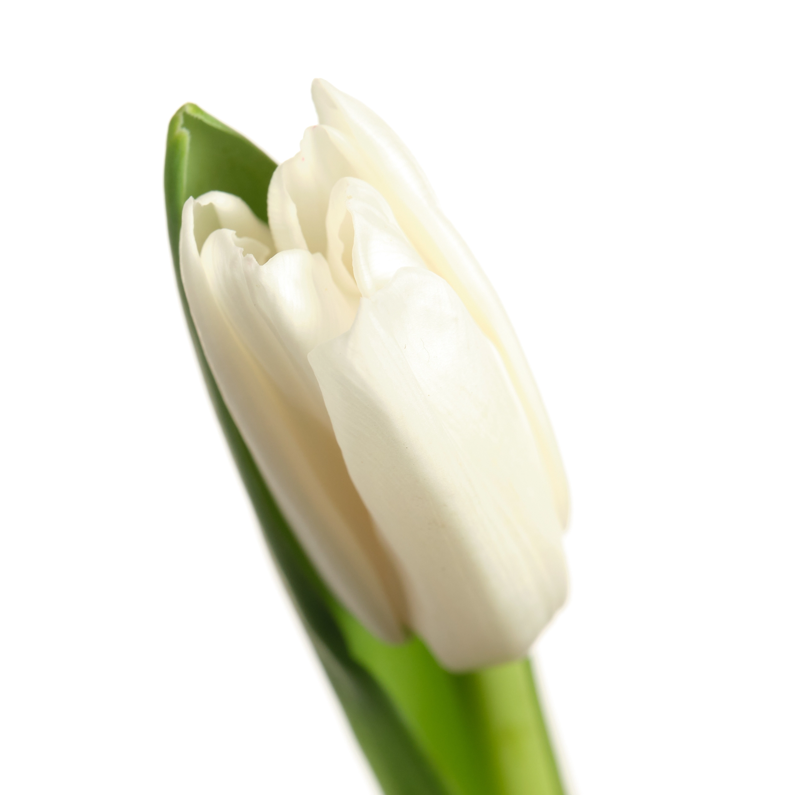 Тюльпан эн ройал вёрджин