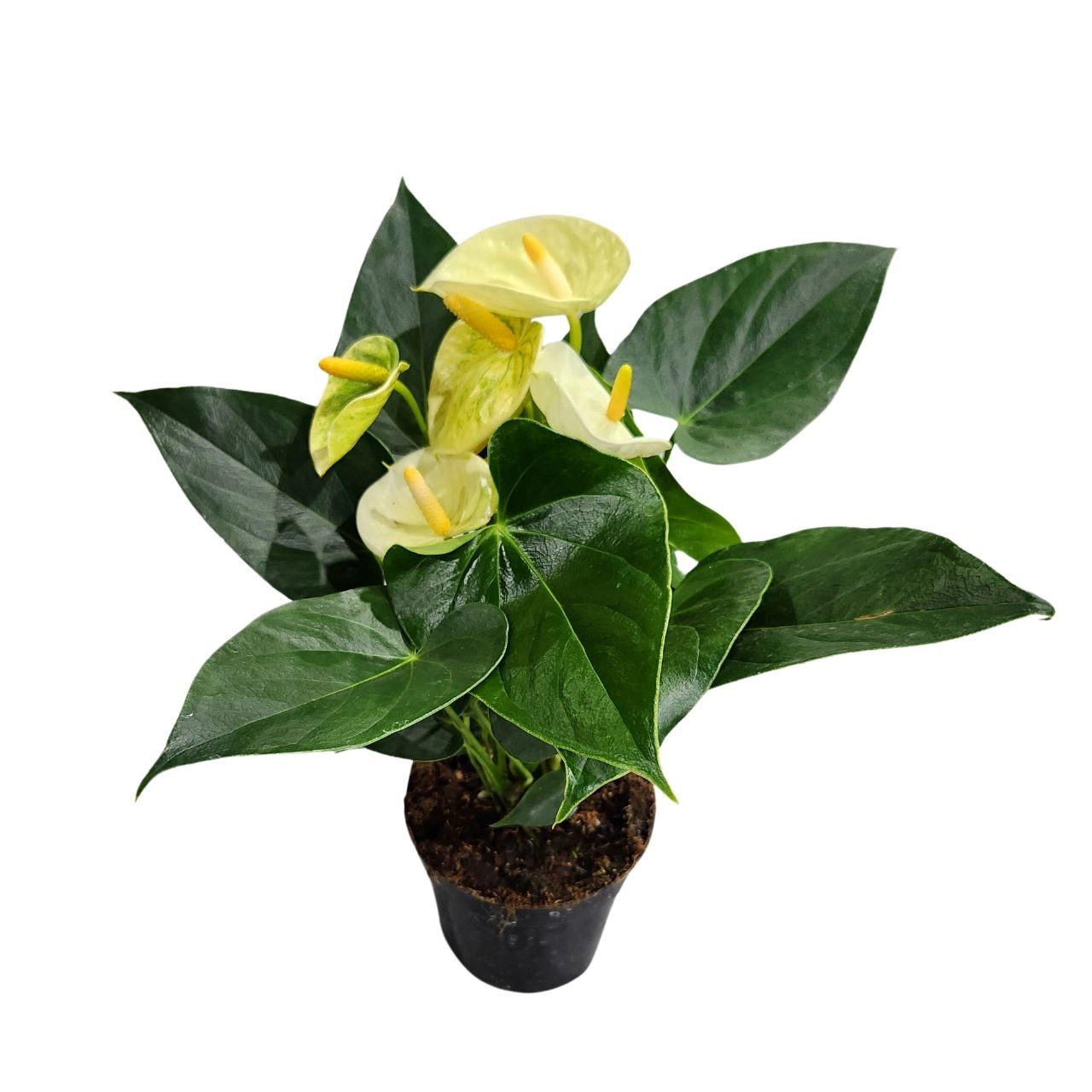 Антуриум андрианум Ванилла