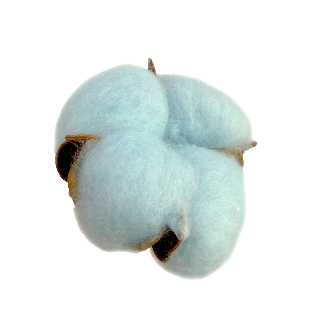 Сухоцветы "Хлопок", набор (20 шт) Голубой