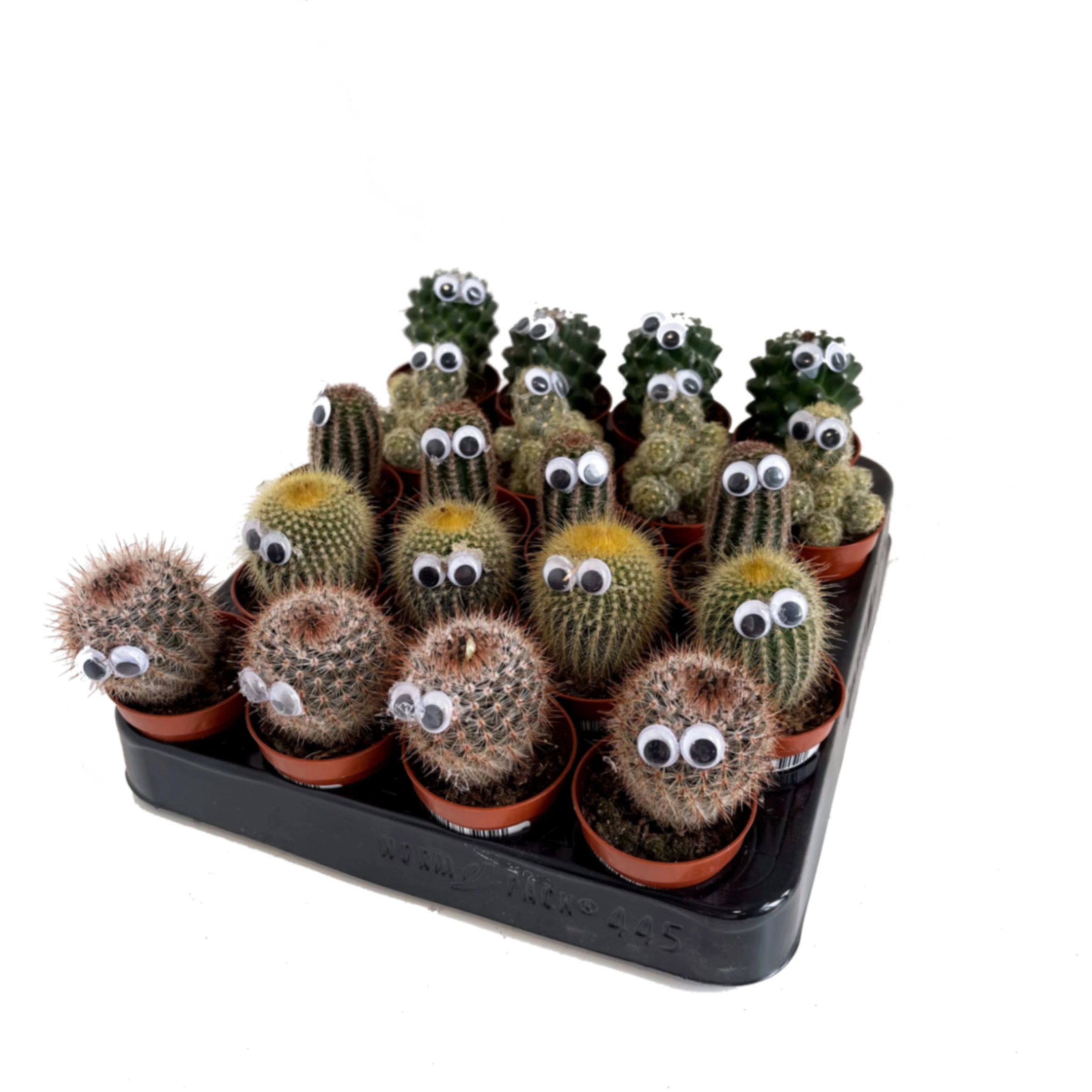 Кактус Микс с глазами