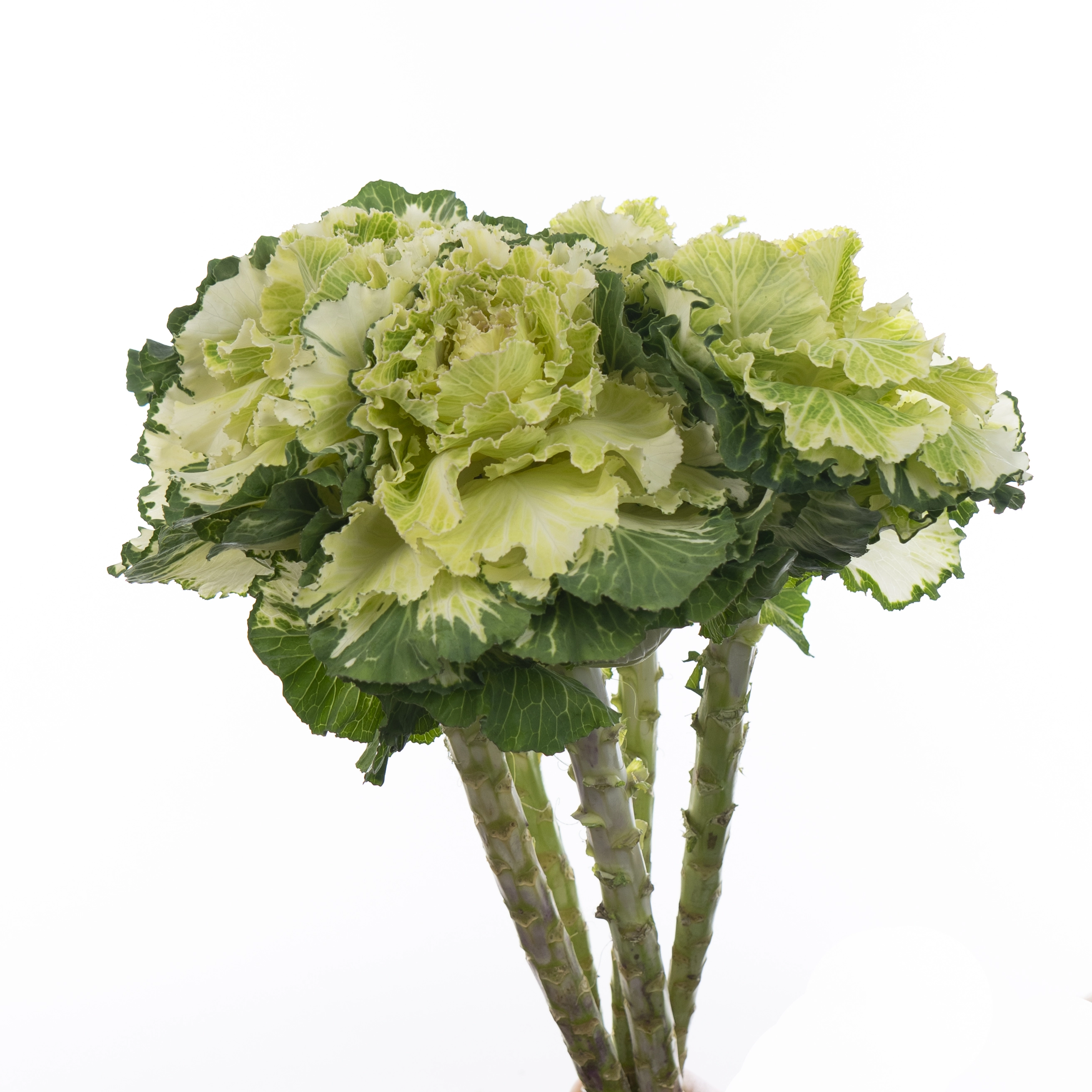 Брассика крейн руффл вайт