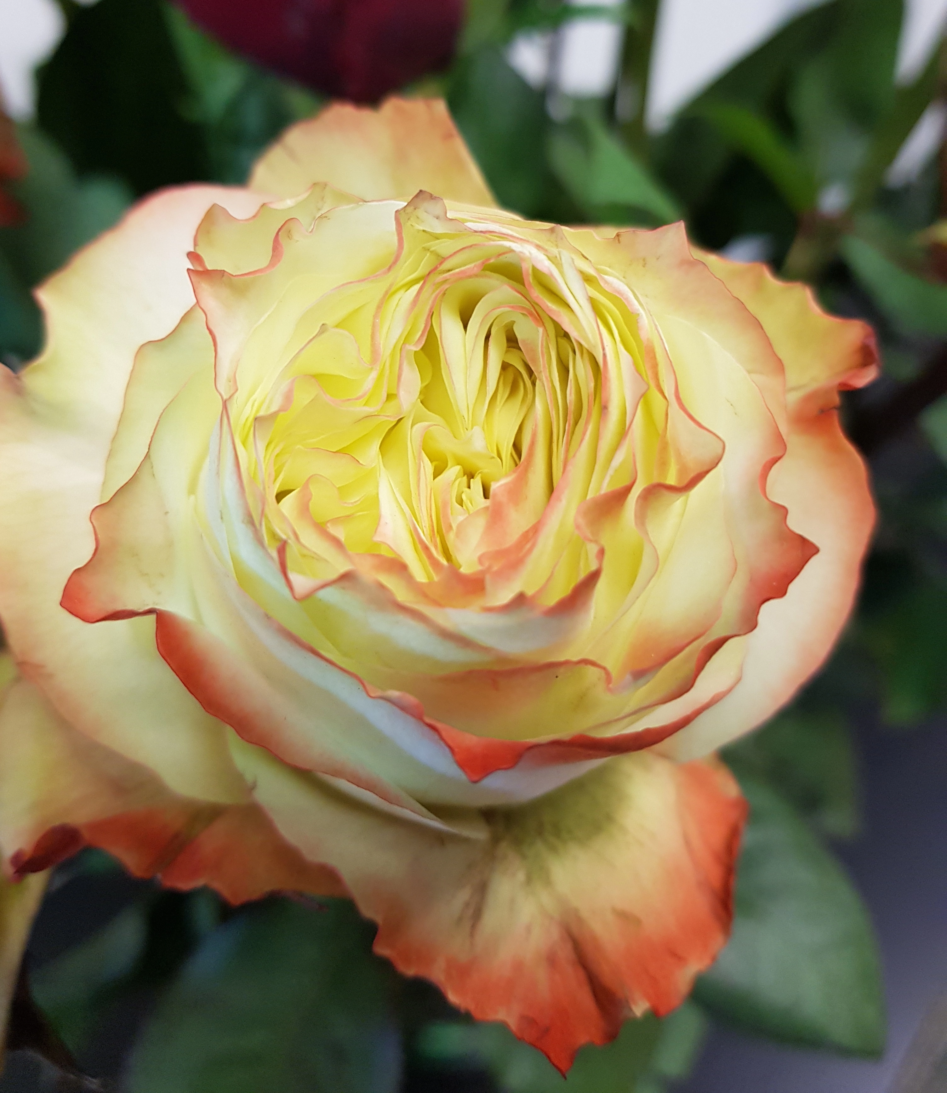 Роза однг эдвенчер