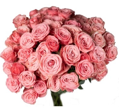 Роза куст дайонн