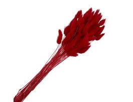 Сухоцветы "Лагурус", H55 см, набор (60 шт) Красный