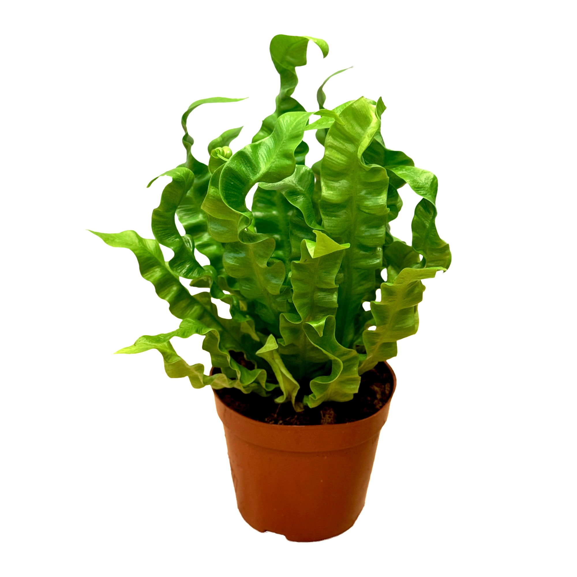 Асплениум Криспи Вейв