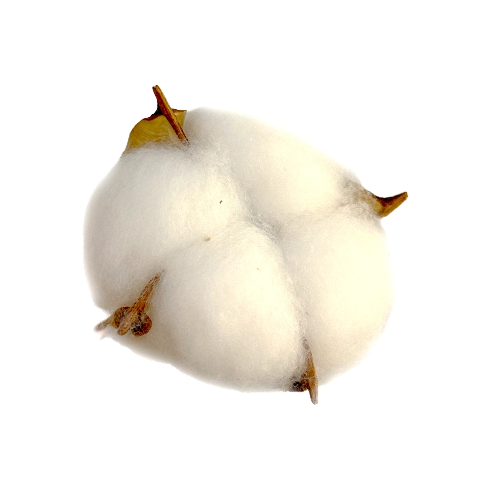 Сухоцветы "Хлопок", набор (20 шт) Белый