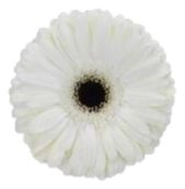 Гербера норвей