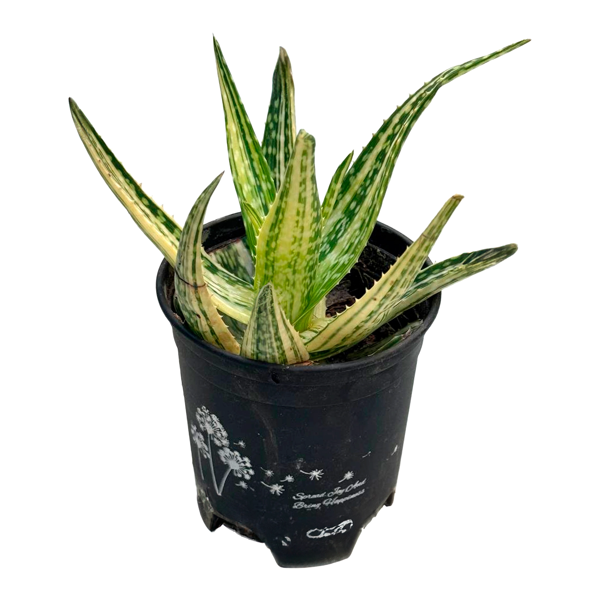 Хавортия Лимифолия Вариегата