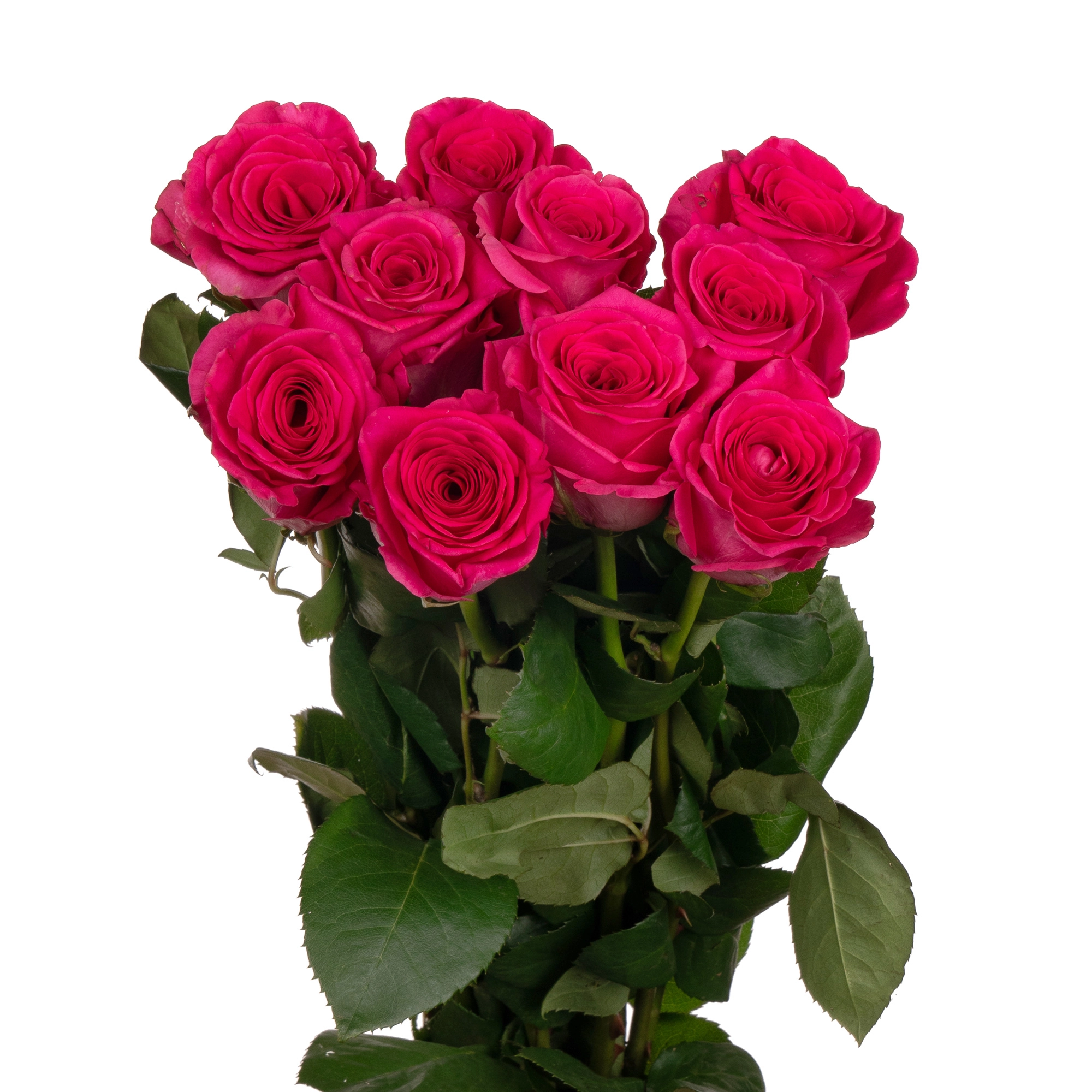 Роза однг пинк флойд