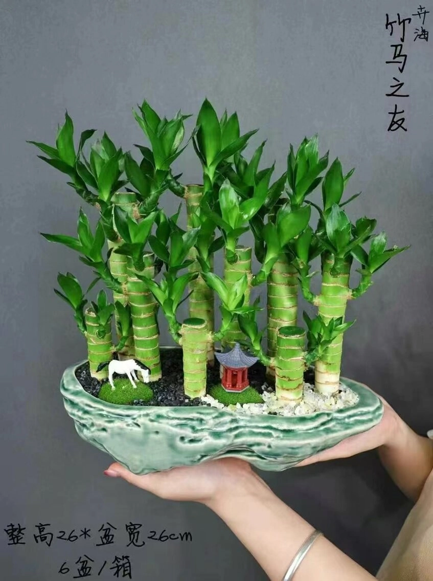 Бамбук лаки прямой в керамике