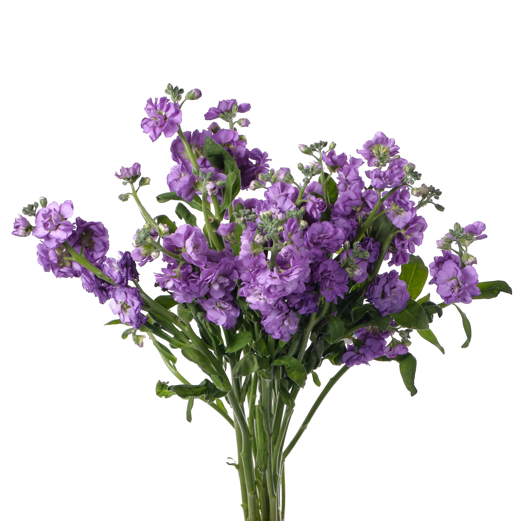 Маттиола куст лавандовая